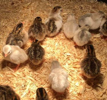 French Guinea Fowl  Freedom Ranger Hatcheries