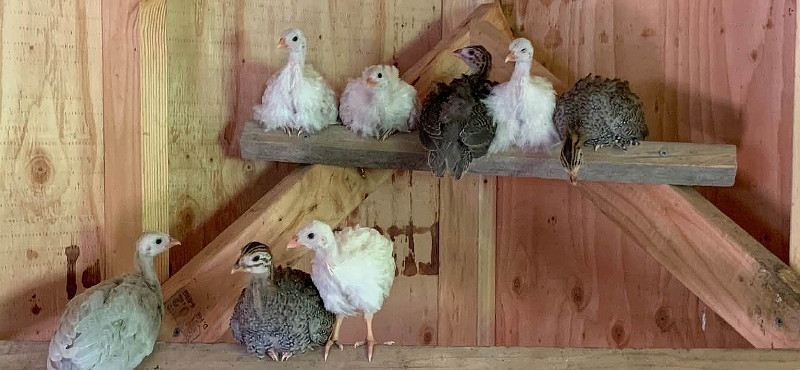 A batch of Guinea growers in a coop.