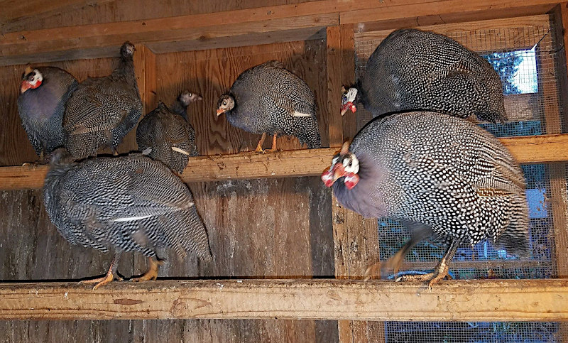 A flock of Guinea fowl on perches in a coop