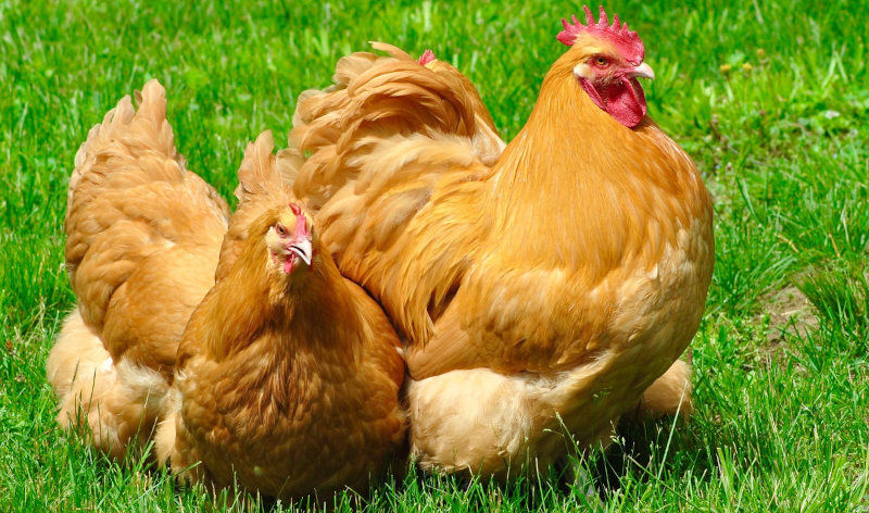 A small flock of Buff Orpington chickens free ranging on grass