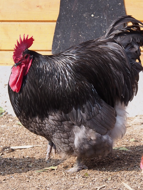 black buff orpington roosters