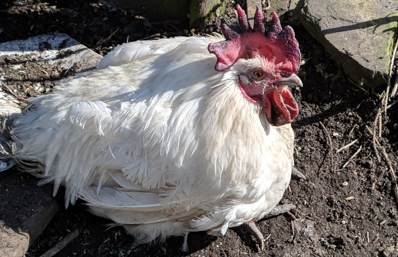 A chicken with the classic purple comb and wattles in a Salmonella infection.