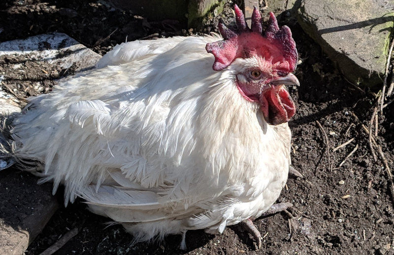 Salmonella in chickens. The risks, prevention and treatment. Cluckin