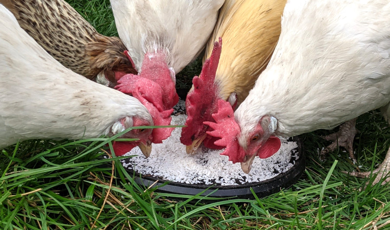 My chickens eating coconut