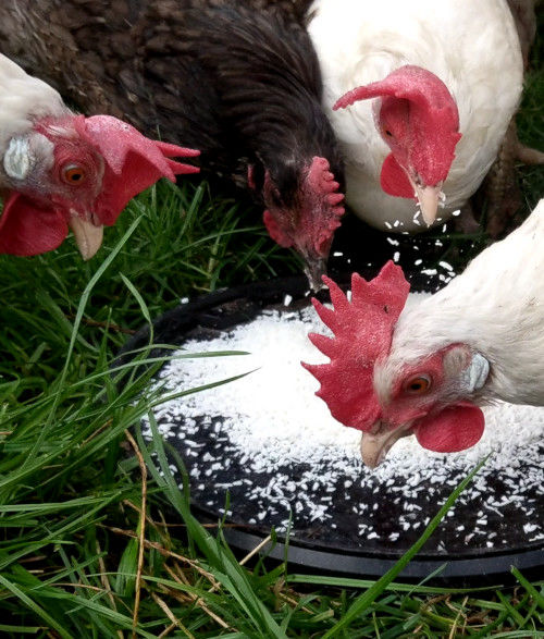 Can chickens eat coconut and is it good for them? Cluckin