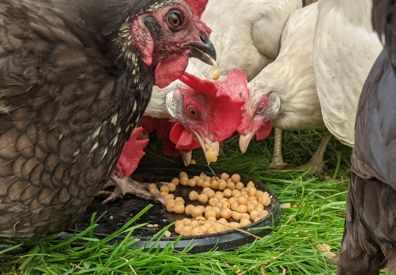 My chickens eating chickpeas, also known as garbanzo beans
