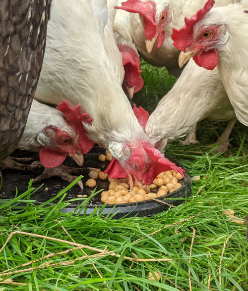 Can chickens eat garbanzo beans or chickpeas? Cluckin