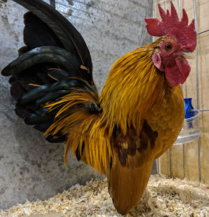 A Serama bantam chicken in a show cage