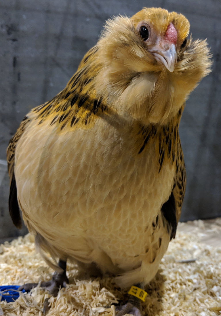 Bantams. A guide to everything you need to know about keeping smaller