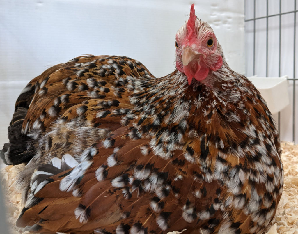 Bantams. A guide to everything you need to know about keeping smaller