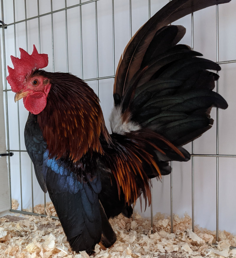 A stunning Serama cockerel at a poultry show.