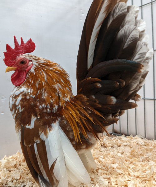 Serama Bantams - Cluckin