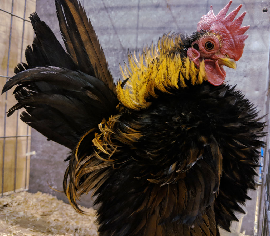 A frizzle Serama bantam at a poultry show.