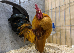 A quality Serama cockerel at a poultry show
