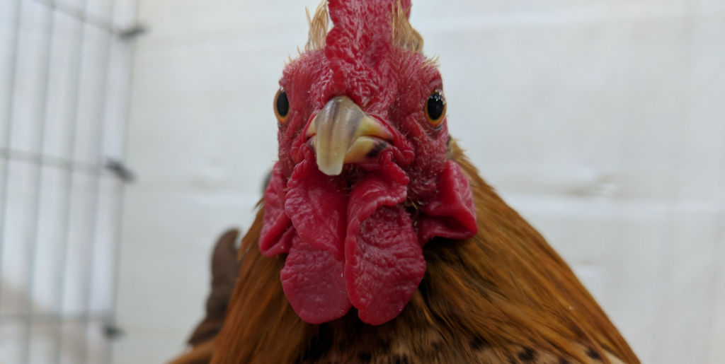 The Serama is a modern breed of chickens from the 1970's.