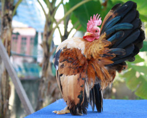 There are 4 types of Serama bantams.