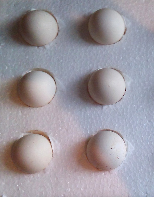 serama chicken eggs