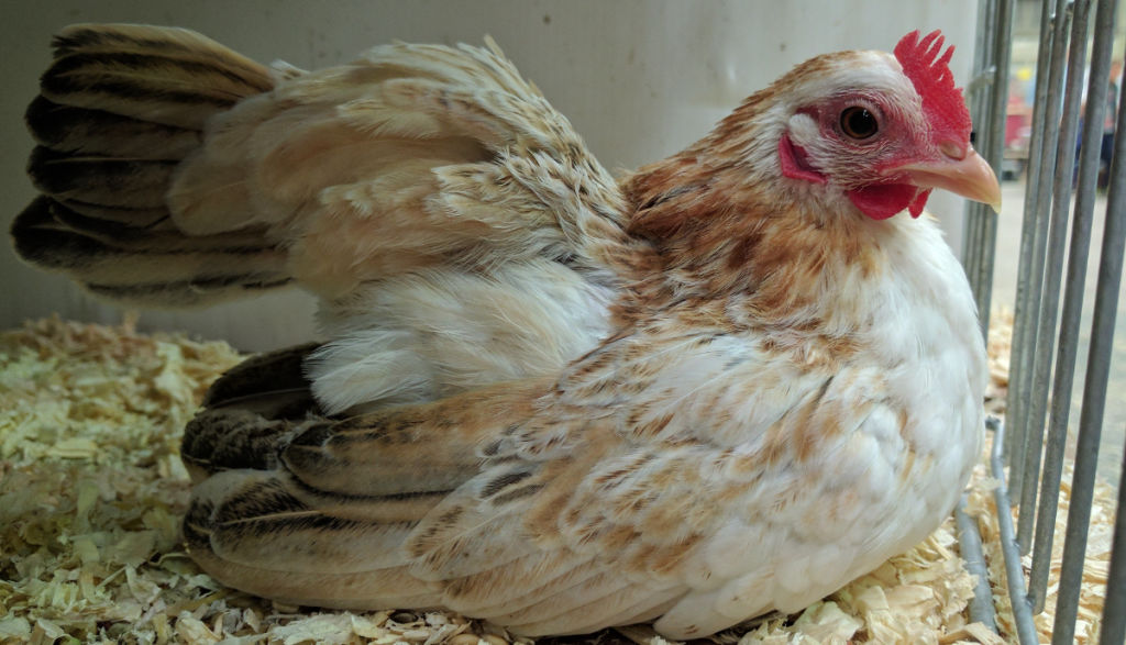 A Serama hen does occasionally go broody.