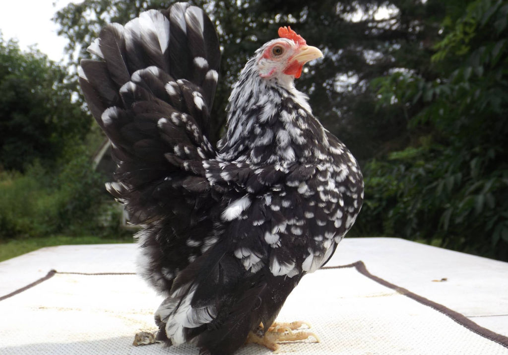 Serama bantams makes easy to care for pets