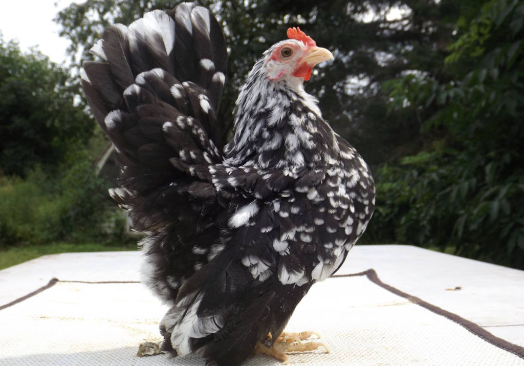 white serama chickens