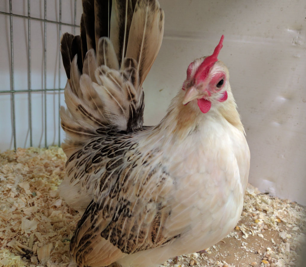 white serama chickens