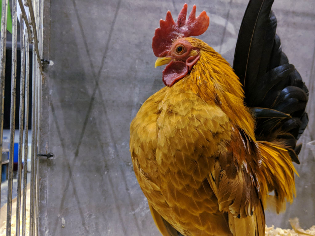 Raising Serama Bantams Cluckin