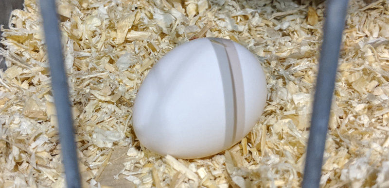 A single serama bantam egg