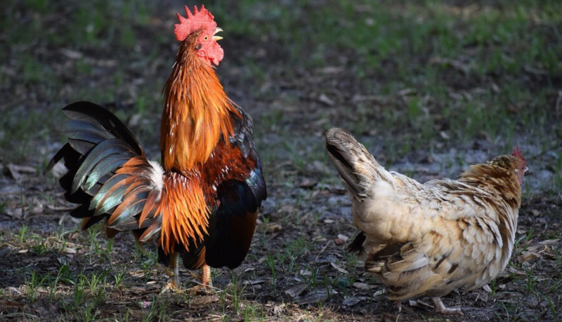 Sexing Serama bantam chickens is very difficult