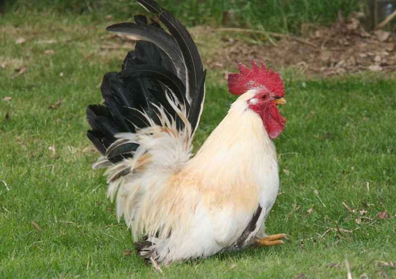 The Japanese bantam is a small ancient breed with a long heritage