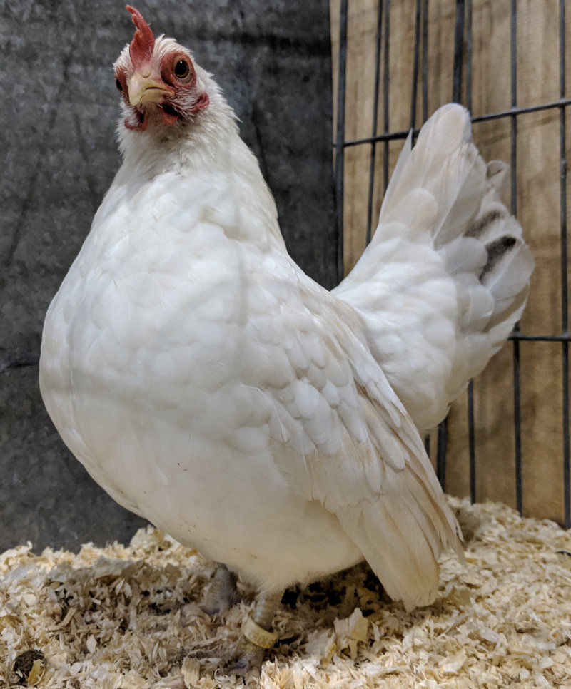 A prime example of a Japanese bantam at a poultry show