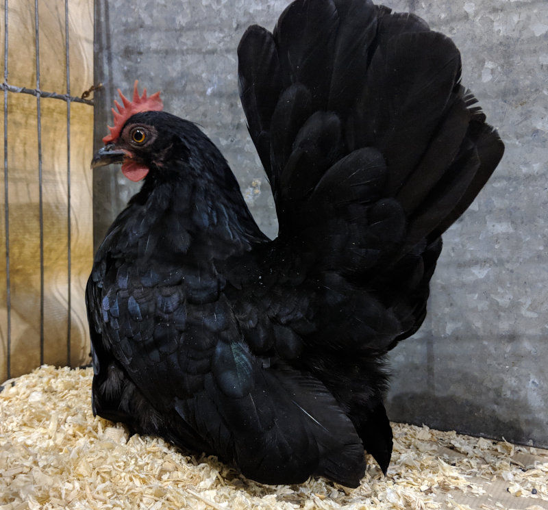 A show quality Japanese bantam