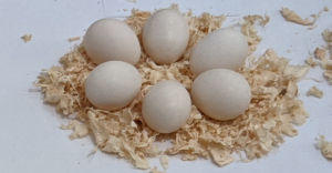 6 Japanese bantam eggs on display