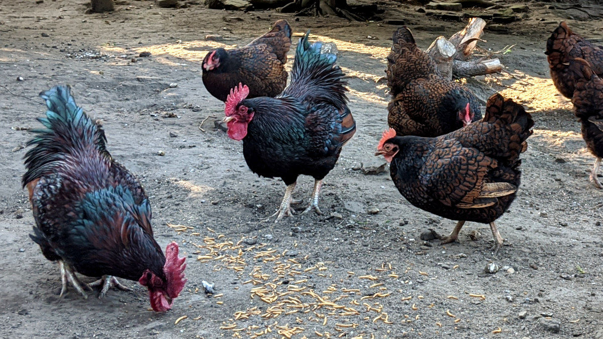 Feeding bantam chickens. - Cluckin