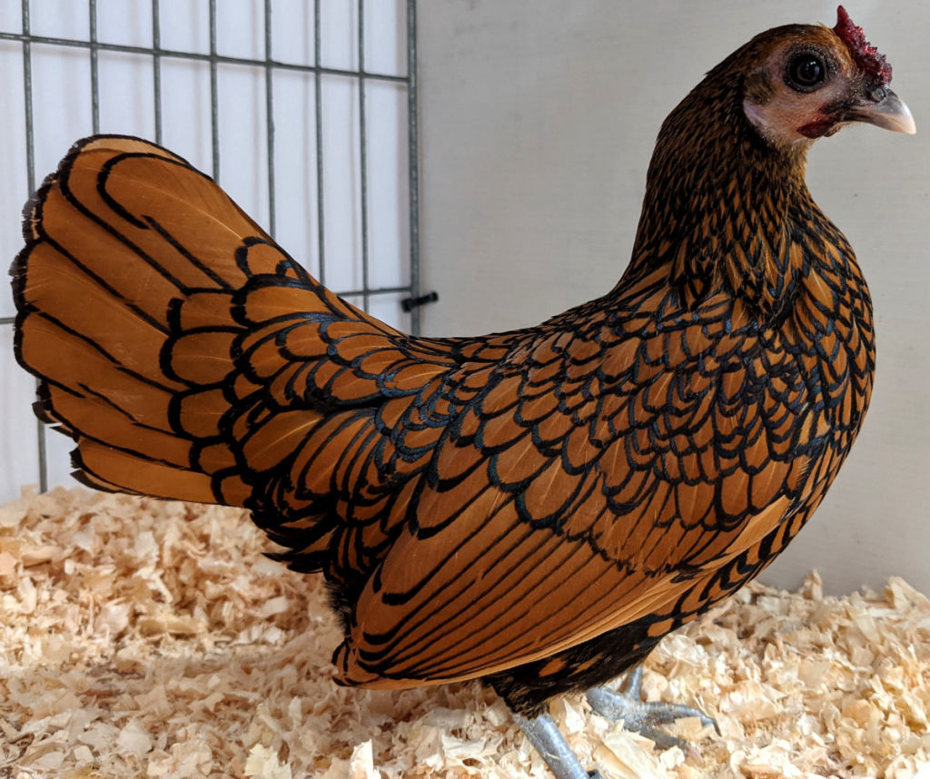 Feeding bantam chickens. - Cluckin