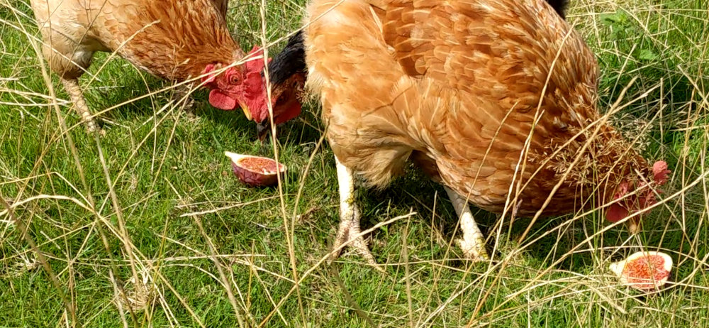 My chickens eating figs as a treat