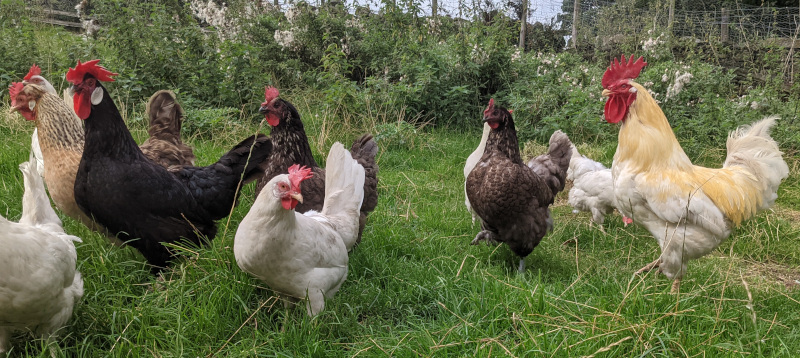 A few of my laying hens with a leghorn cockerel.