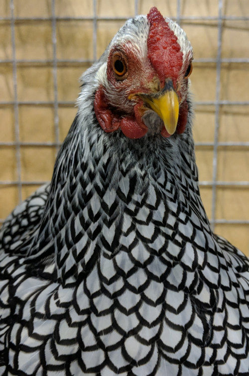 Laying hens and their care. Cluckin