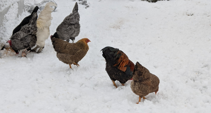 My chickens in deep snow when the temperature is 10 Fahrenheit. 