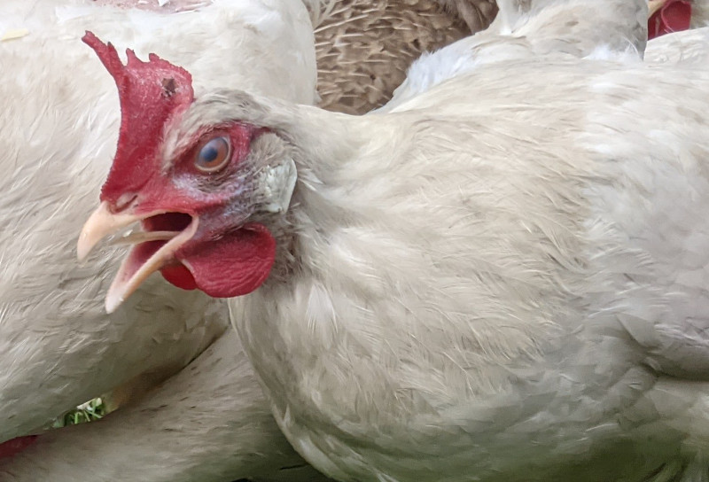 Identification and treatment of infectious bronchitis (IB) in chickens ...