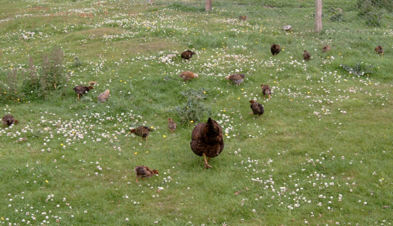 A mother hen with her chicks feeding on pasture