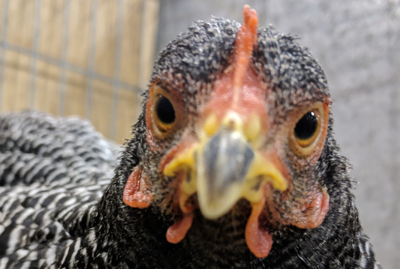 A hen with her comb and wattles in excellent condition.