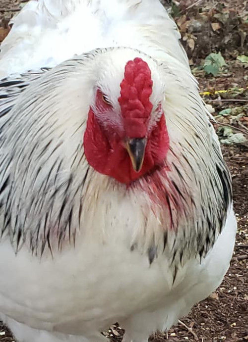 What is wrong with my chickens comb? Cluckin