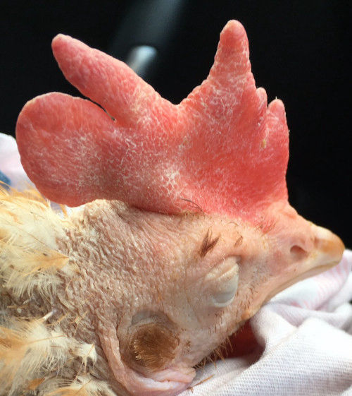 What is wrong with my chickens comb? Cluckin