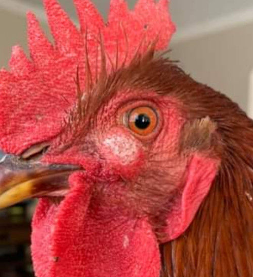 What is wrong with my chickens comb? - Cluckin
