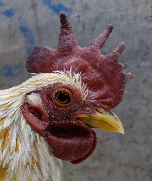 What is wrong with my chickens comb? Cluckin