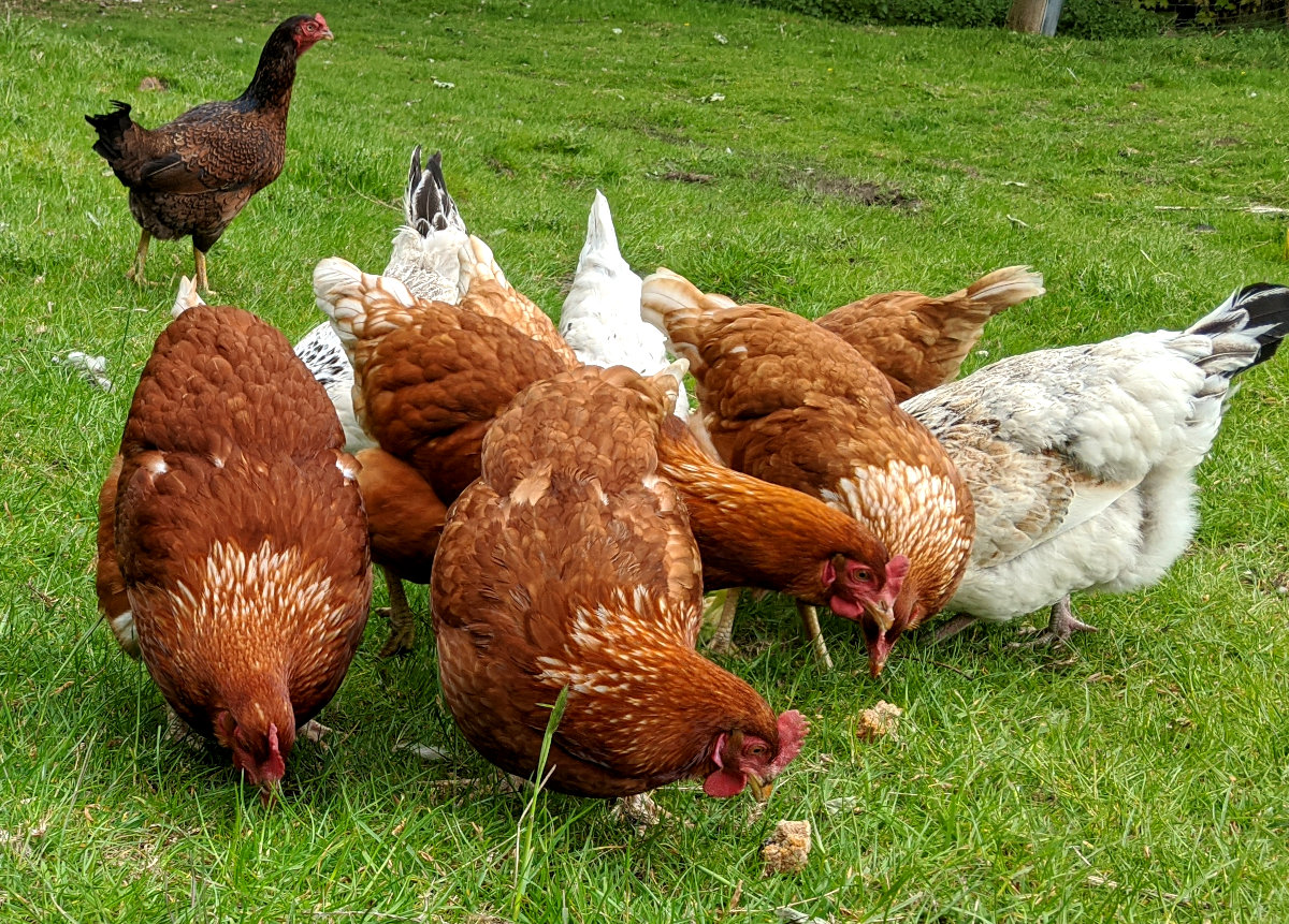 A flock of chickens that have been cleaning themselves very well.