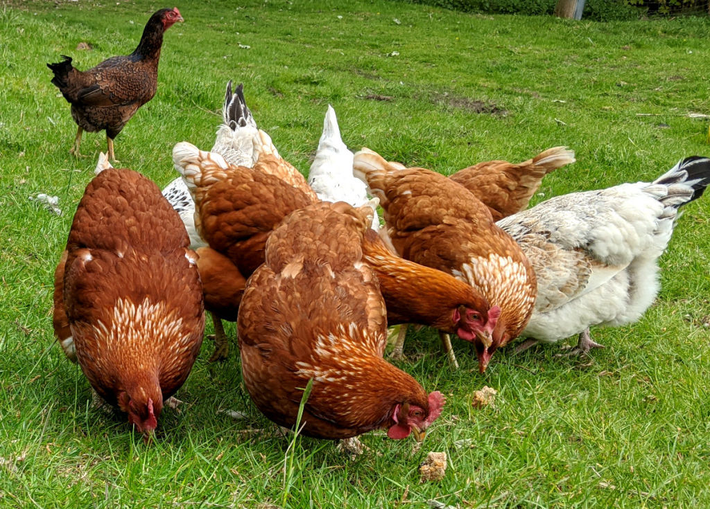 How do chickens keep themselves clean? - Cluckin