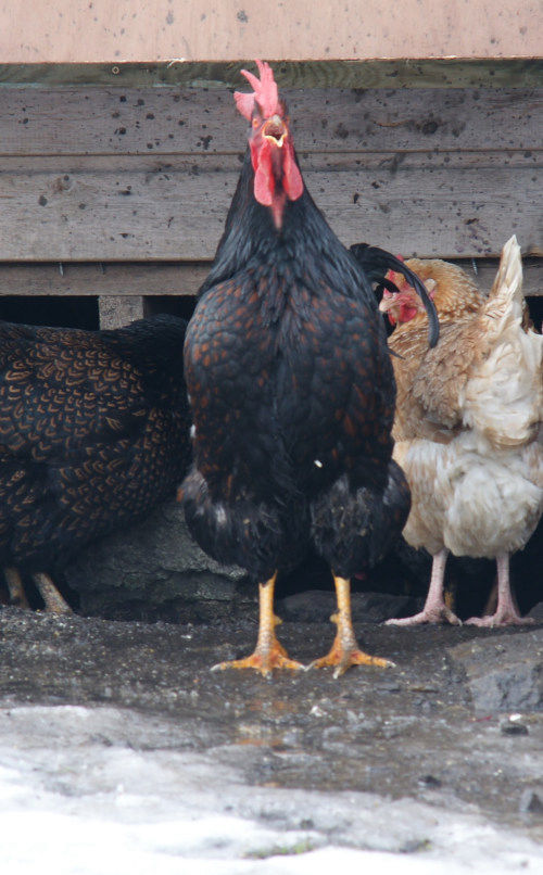 How do chickens keep themselves clean? Cluckin