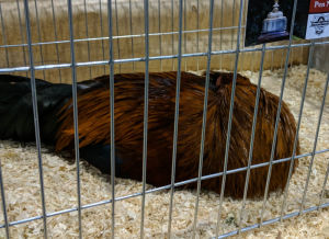 This cockerel is showing no signs of stress what so ever.