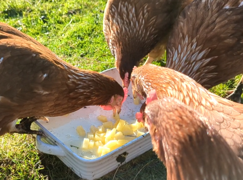 Some of my chickens getting chopped pineapple as a treat